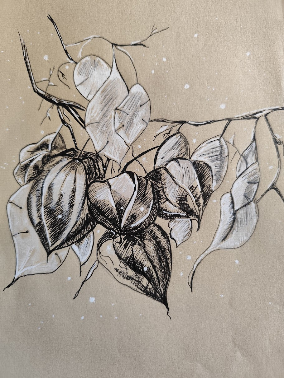 Lampionblume schwarz und weiß
