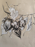 Lampionblume schwarz und weiß